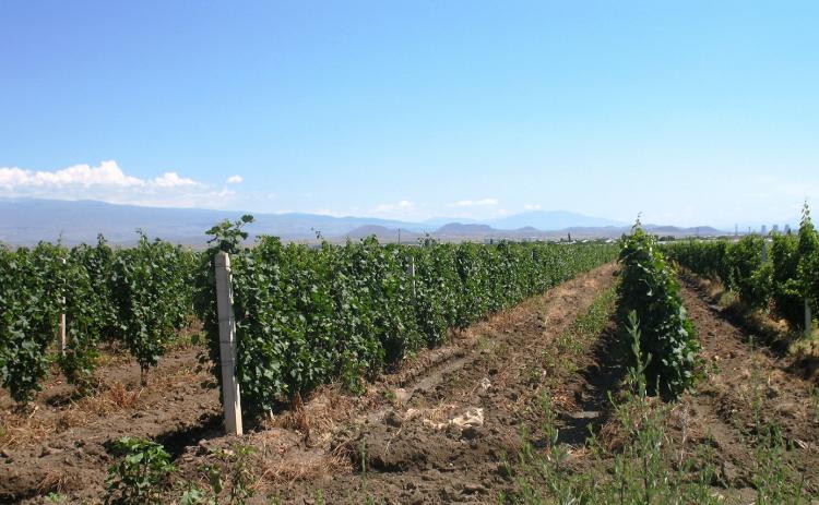 Всемирный банк предоставит Армении 550 млн. драмов на развитие сельского хозяйства 