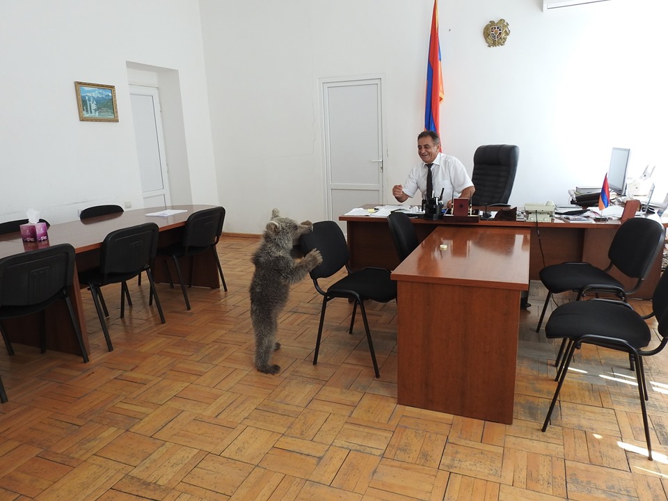 Медвежонок – в армянском офисе 