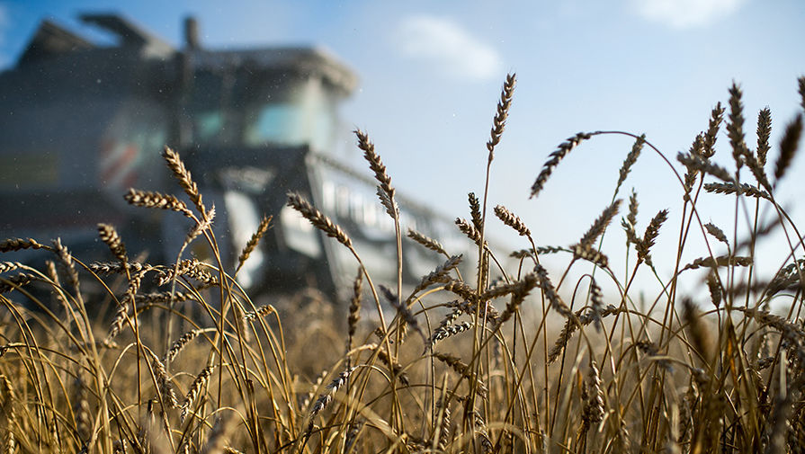 Вице-премьер: РФ не станет ограничивать экспорт пшеницы в Армению 