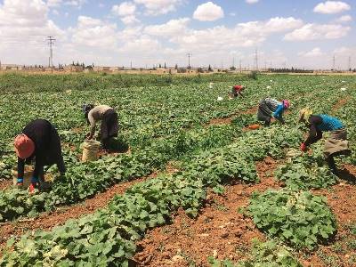 Армения: В этом году 10 000 фермеров воспользуются беспроцентным кредитом на сумму свыше 60 млрд драмов 