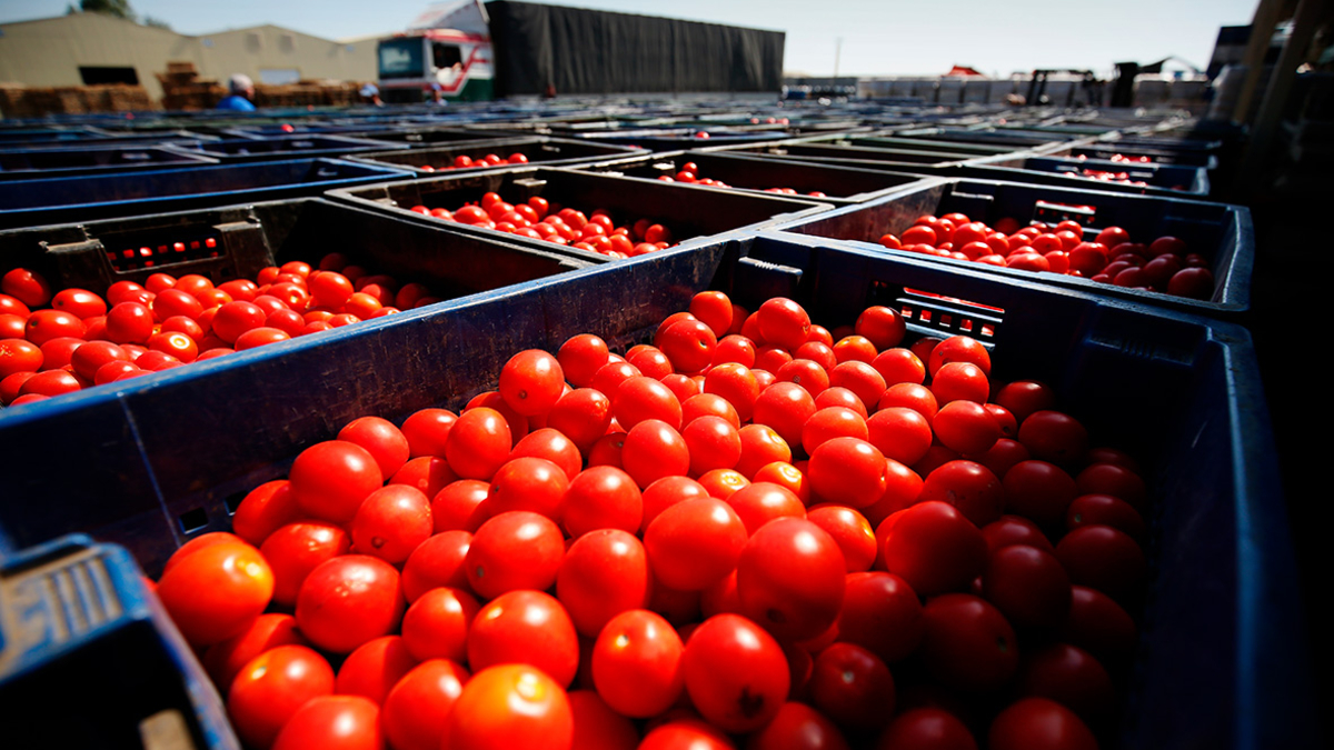 Россия сняла запрет на импорт яблок для 27 азербайджанских компаний 