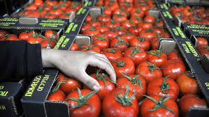 В России предложили увеличить квоту на ввоз томатов из Турции 