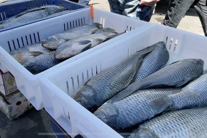 Армения экспортировала в ОАЭ 60 тонн рыбы и рыбной продукции 