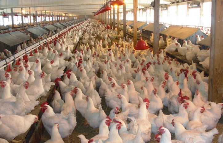 Азербайджан ограничил ввоз продукции птицеводства из России 