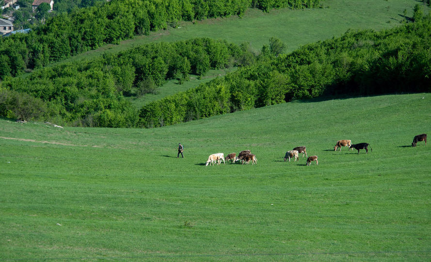 В Сюнике азербайджанцы забрали скот у 13-летнего пастуха: военные вернули 